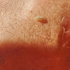 Vibidia duodecimguttata