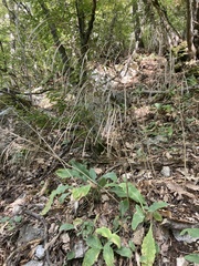 Pseudoturritis turrita