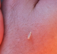 Vibidia duodecimguttata