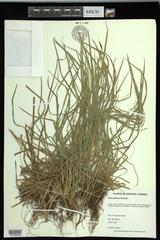 Carex jamesii