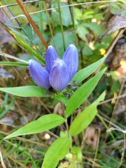 Gentiana andrewsii
