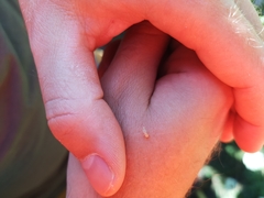 Vibidia duodecimguttata