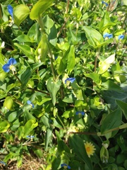 Commelina communis