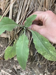 Pseudoturritis turrita