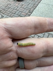 Macremphytus testaceus