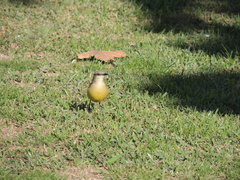 Machetornis rixosa