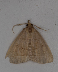 Zanclognatha jacchusalis