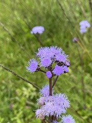 Ageratum corymbosum