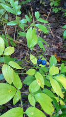 Caulophyllum thalictroides