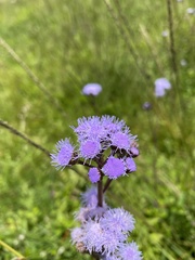 Ageratum corymbosum