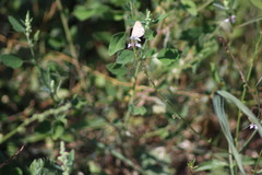 Leptotes pirithous