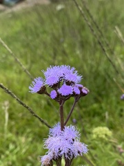 Ageratum corymbosum