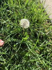 Taraxacum erythrospermum