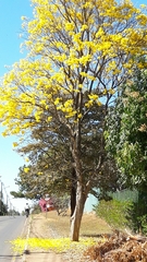 Handroanthus serratifolius