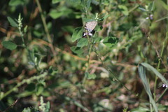 Leptotes pirithous