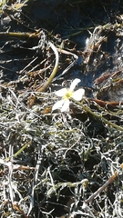 Ranunculus aquatilis