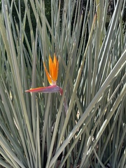 Strelitzia juncea