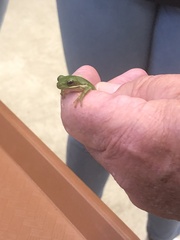 Hyla