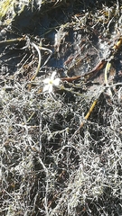 Ranunculus aquatilis