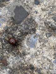 Steatoda borealis