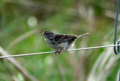 Ammodramus humeralis