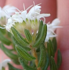 Agathosma elegans