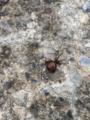 Steatoda borealis