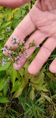 Symphyotrichum drummondii