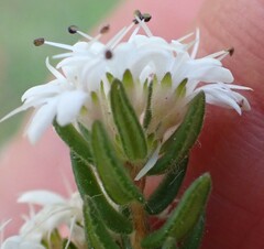 Agathosma elegans