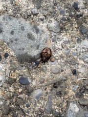 Steatoda borealis