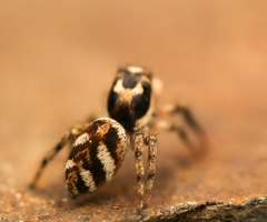 Salticus scenicus