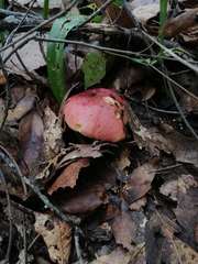 Rubroboletus