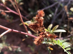 Glycyrrhiza lepidota