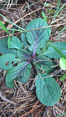 Salvia lyrata