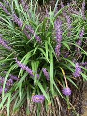 Liriope muscari