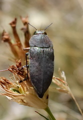 Perotis lugubris