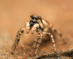 Salticus scenicus