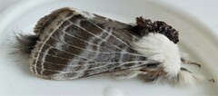 Tolype velleda