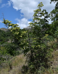 Paliurus spina-christi