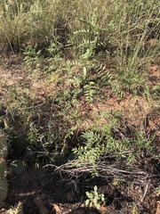 Glycyrrhiza lepidota