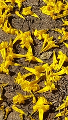 Handroanthus serratifolius