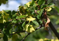 Paliurus spina-christi