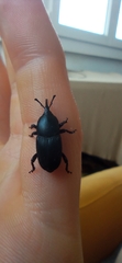 Scyphophorus acupunctatus