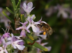 Anthophora pubescens