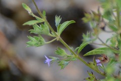 Trichostema brachiatum