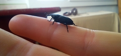 Scyphophorus acupunctatus