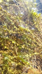 Callitriche hermaphroditica
