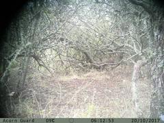 Leptailurus serval