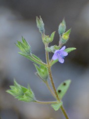 Trichostema brachiatum