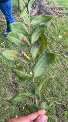 Juglans nigra